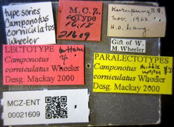 Media type: image;   Entomology 21609 Aspect: labels